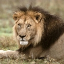 African_Lion,_Tanzania,_Africa.jpg