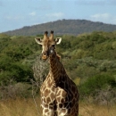 Giraffe,_Tanzania_Safari,_Africa.jpg